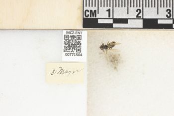 Media type: image;   Entomology 771504 Aspect: Labels